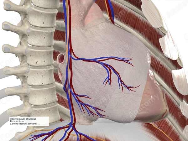 Visceral Layer of Serous Pericardium