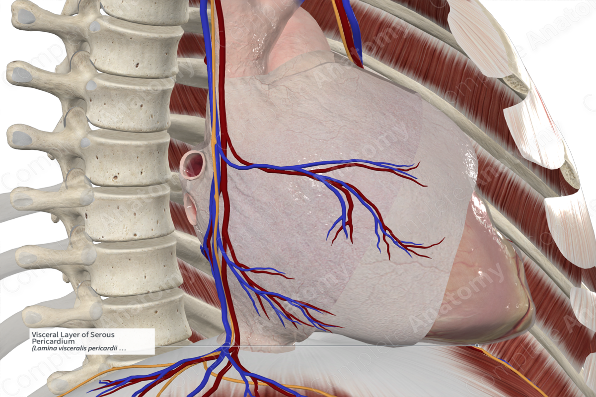 Visceral Layer of Serous Pericardium