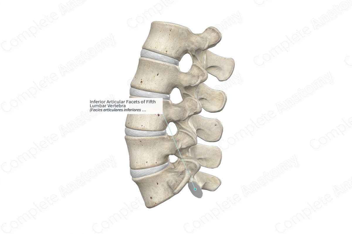 Inferior Articular Facets of Fifth Lumbar Vertebra