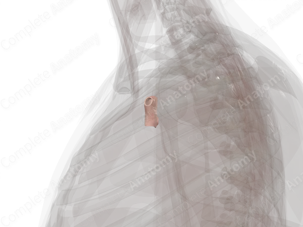 Major Veins