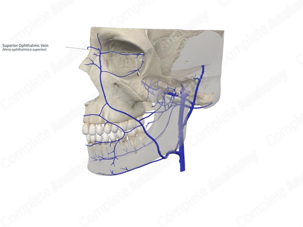 Superior Ophthalmic Vein