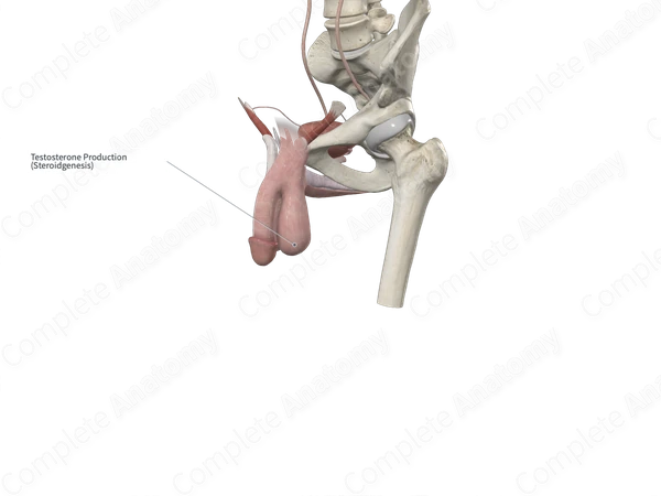 Dartos Fascia of Scrotum (Left Half)
