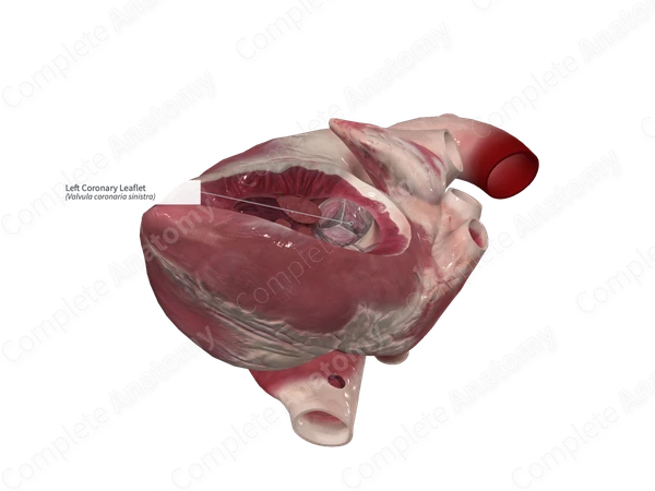 Left Coronary Leaflet