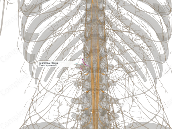 Suprarenal Plexus (Right)