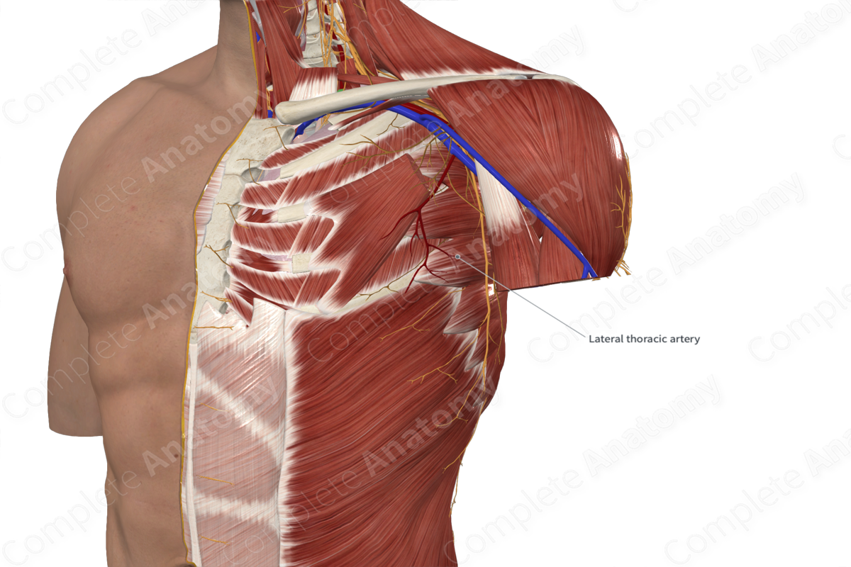 Lateral Thoracic Artery 