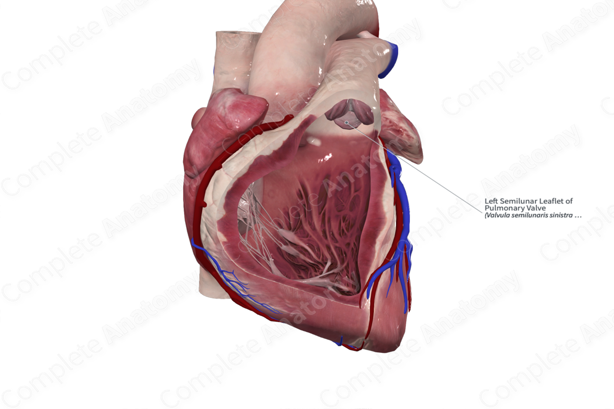 Left Semilunar Leaflet of Pulmonary Valve