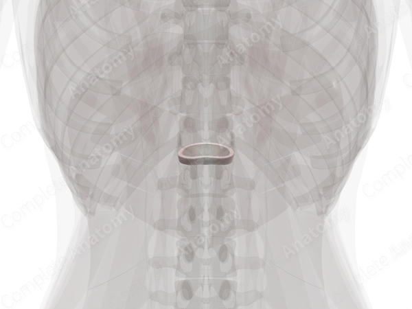 Intervertebral Symphysis (T12-L1)