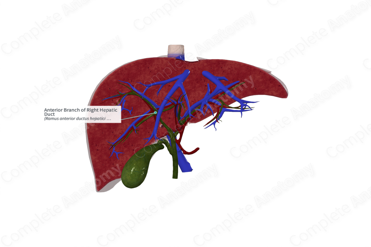 Anterior Branch of Right Hepatic Duct