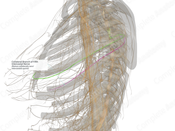 Collateral Branch of Fifth Intercostal Nerve (Right)