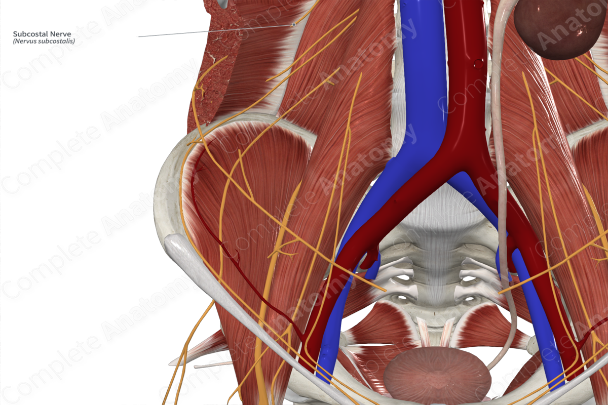Subcostal Nerve
