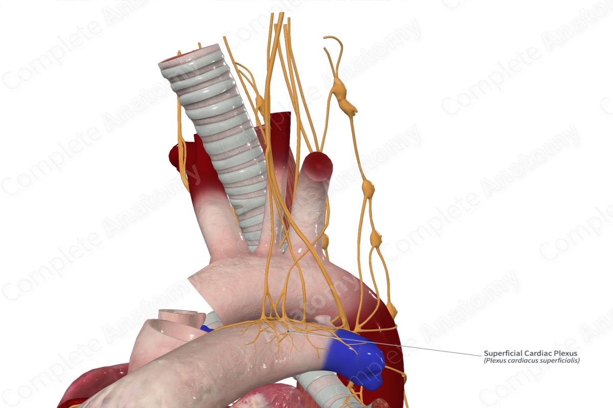 Superficial Cardiac Plexus