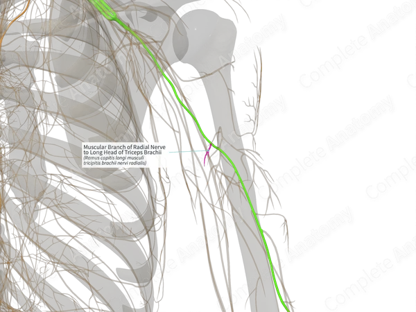 Muscular Branch of Radial Nerve to Long Head of Triceps Brachii (Left)