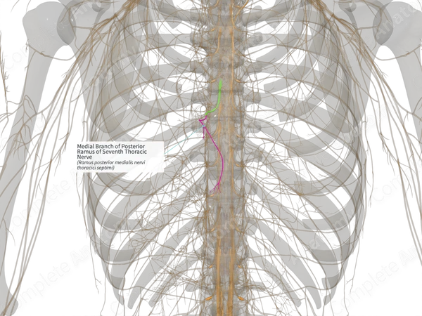 Medial Branch of Posterior Ramus of Seventh Thoracic Nerve (Right)