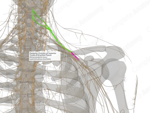 Posterior Division of Superior Trunk of Brachial Plexus (Right)