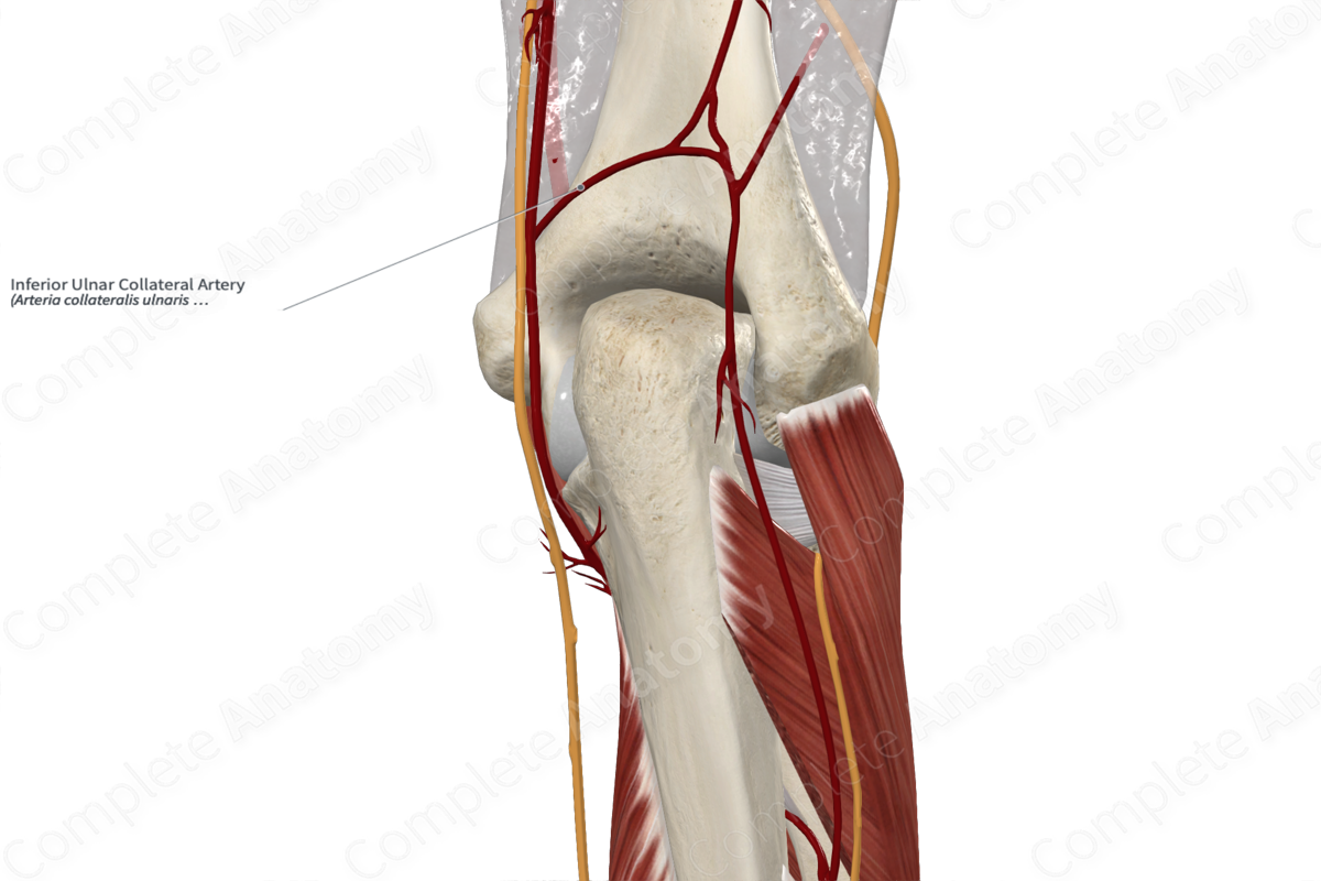 Inferior Ulnar Collateral Artery Complete Anatomy 5362