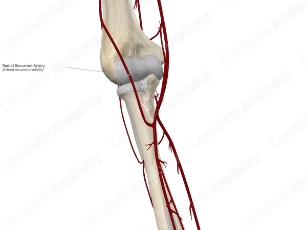 Radial Recurrent Artery