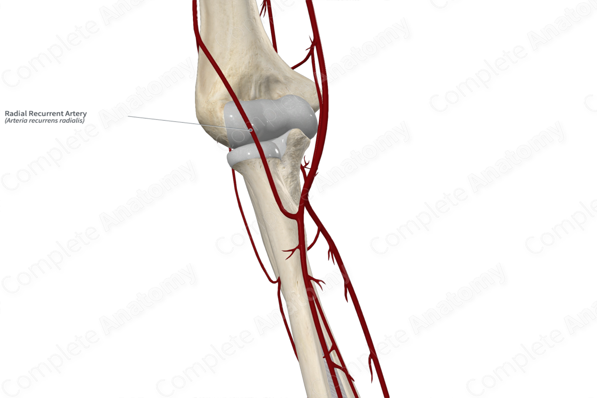 Radial Recurrent Artery 