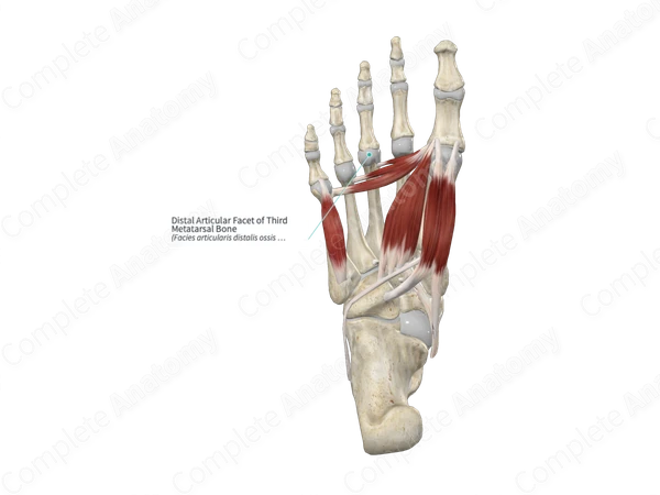 Distal Articular Facet of Third Metatarsal Bone 