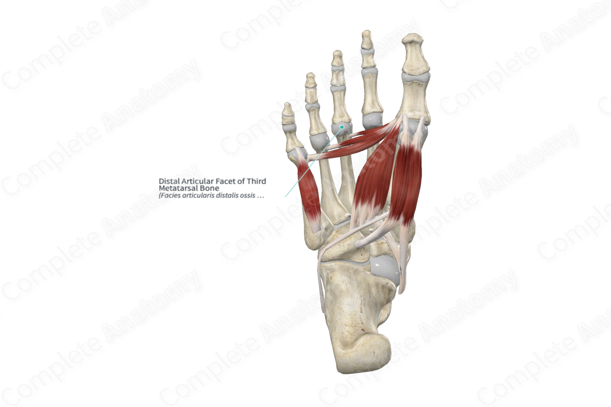 Distal Articular Facet of Third Metatarsal Bone 