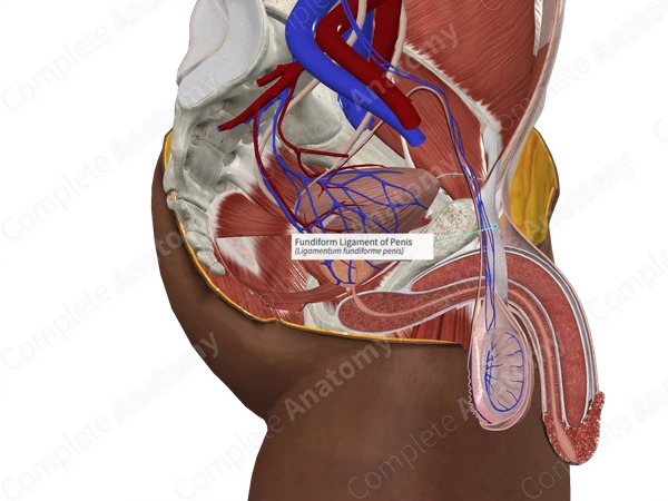 Fundiform Ligament of Penis