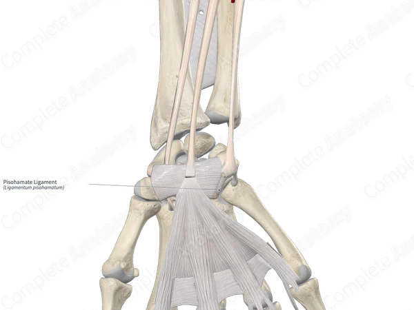 Pisohamate Ligament 
