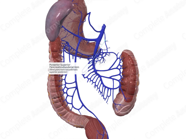 Posterior Superior Pancreaticoduodenal Vein
