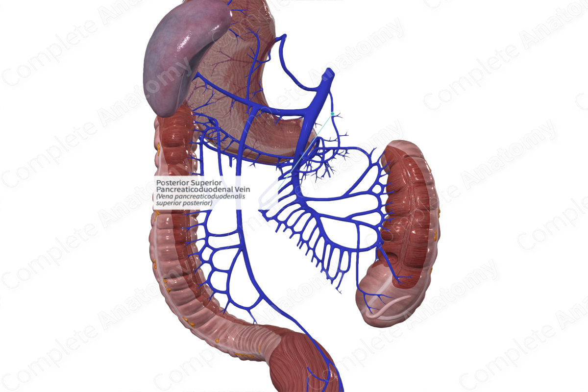 Posterior Superior Pancreaticoduodenal Vein