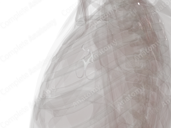 Fibrous Skeleton of Heart