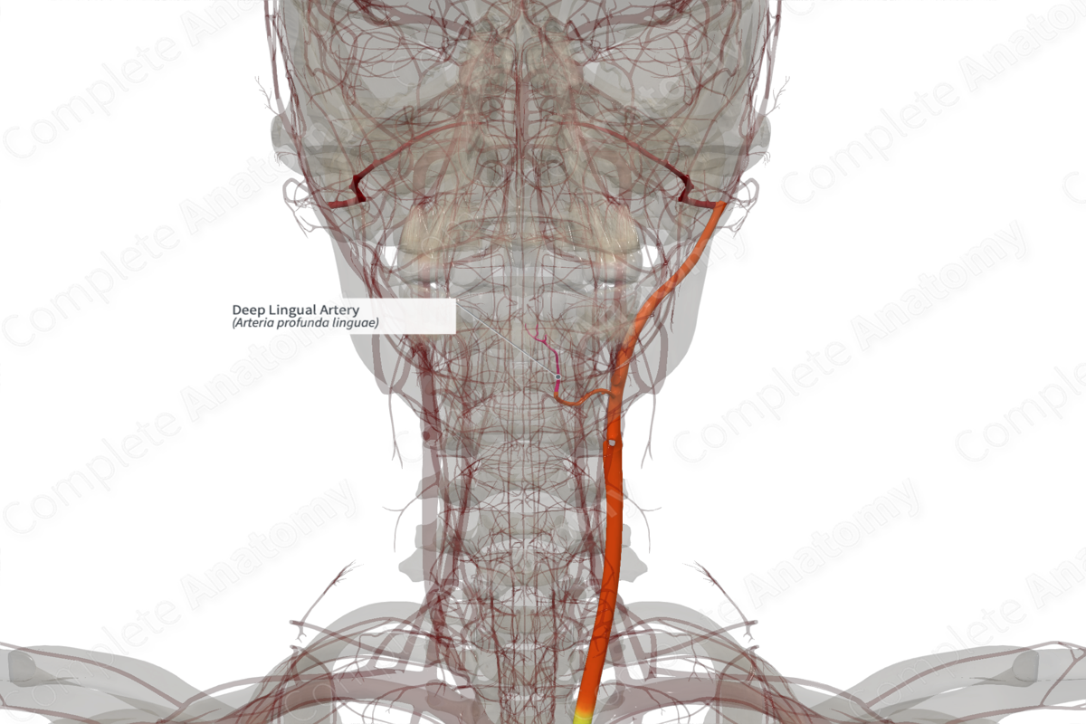Deep Lingual Artery (Left)