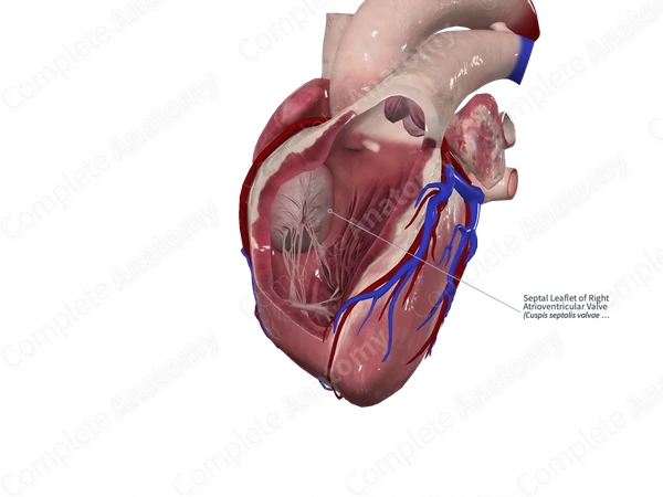 Septal Leaflet of Right Atrioventricular Valve