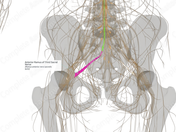 Anterior Ramus of Third Sacral Nerve (Left)