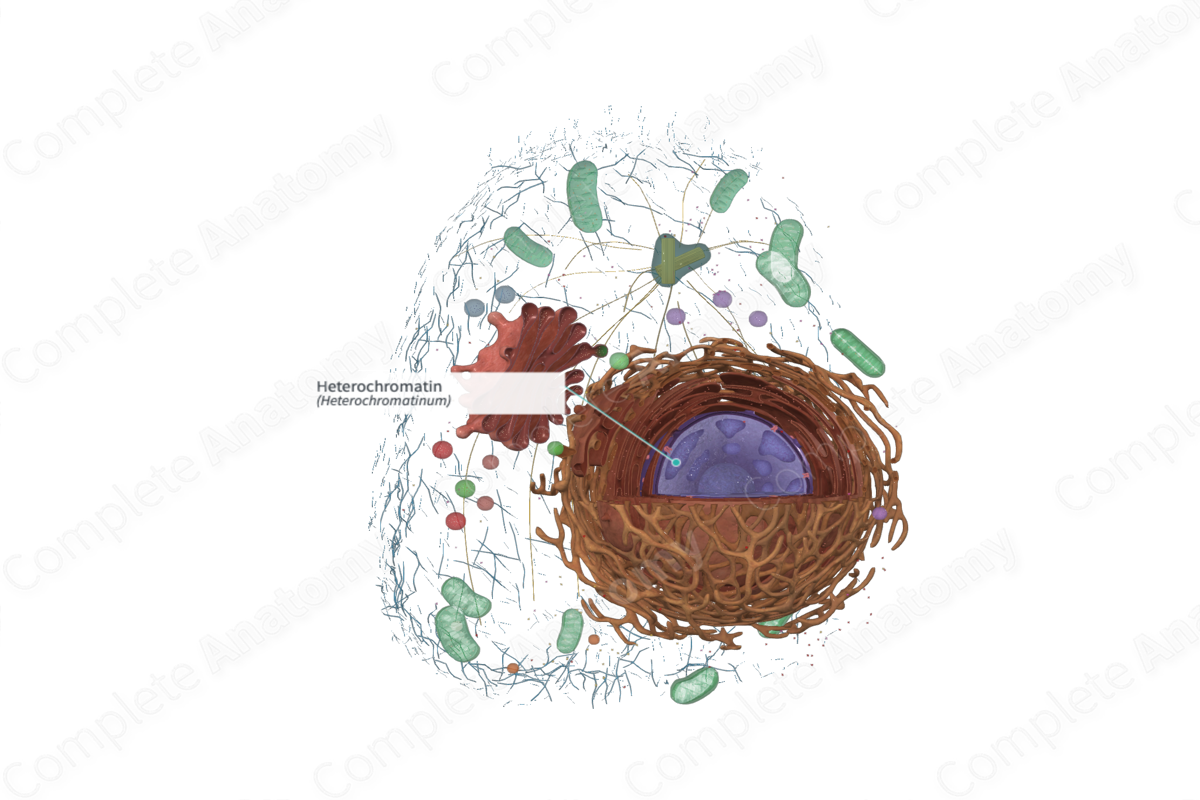 Heterochromatin