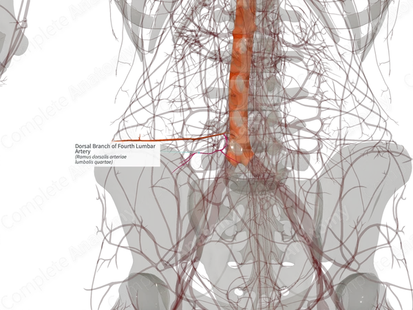Dorsal Branch of Fourth Lumbar Artery (Left)