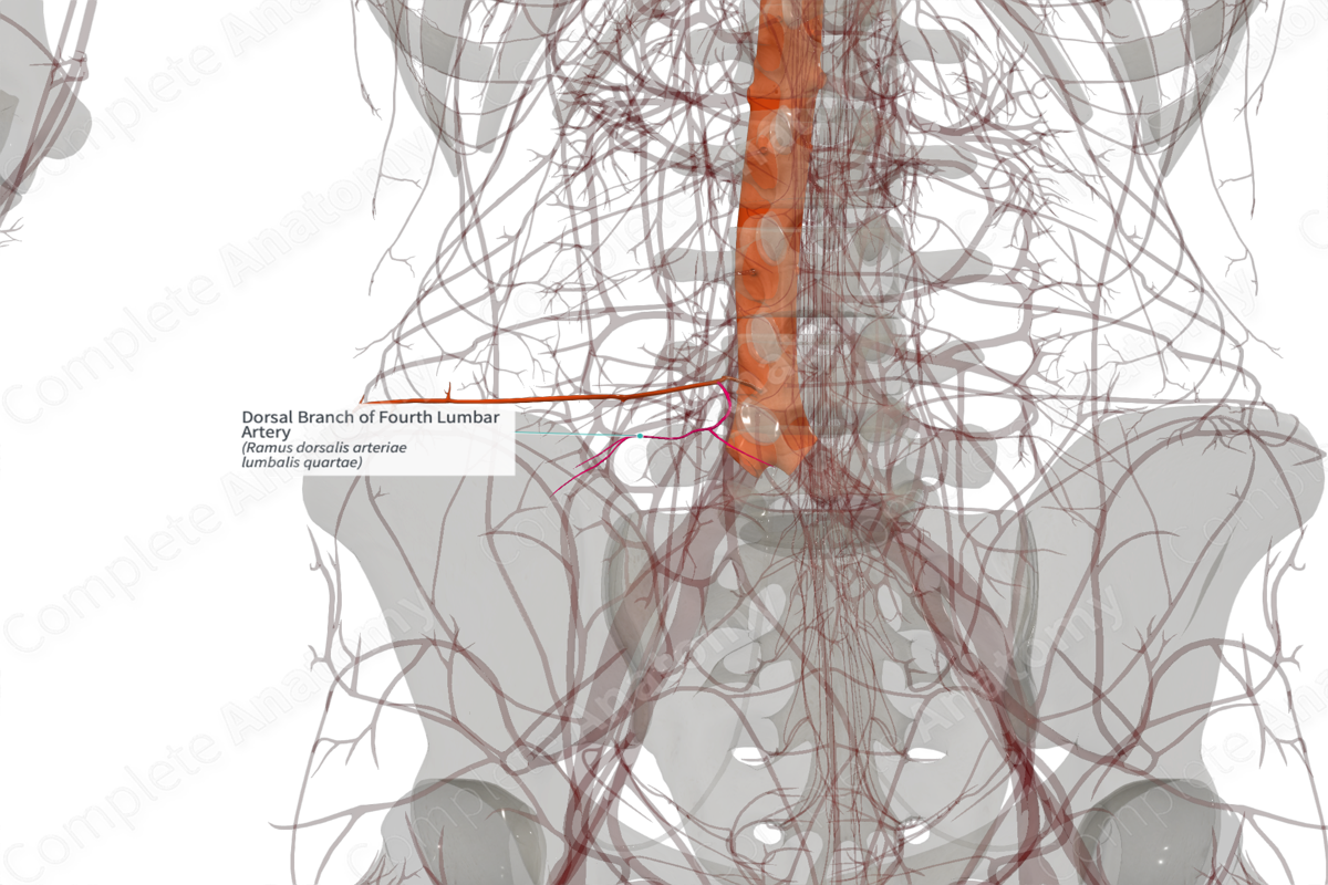 Dorsal Branch of Fourth Lumbar Artery (Left)