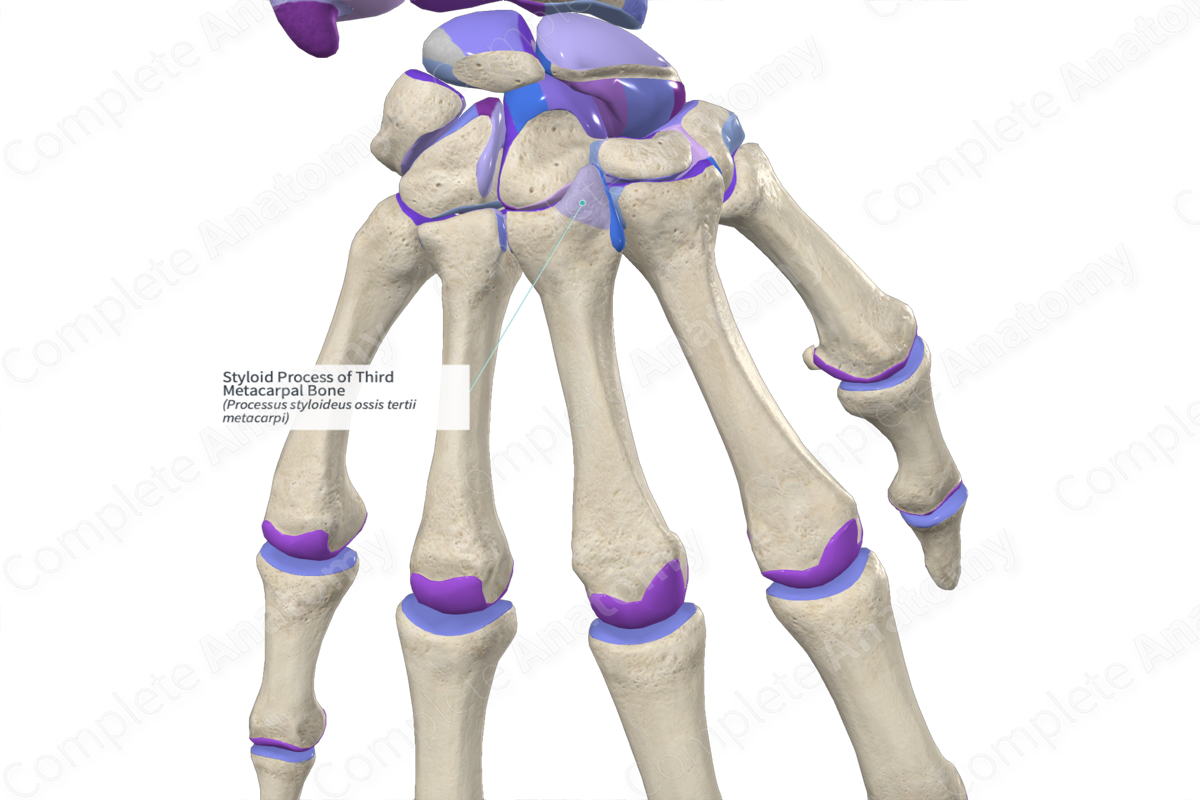 Styloid Process of Third Metacarpal Bone | Complete Anatomy