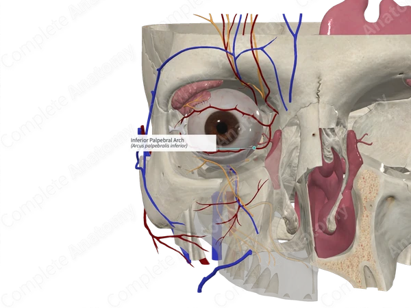 Inferior Palpebral Arch 