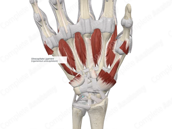 Ulnocapitate Ligament 
