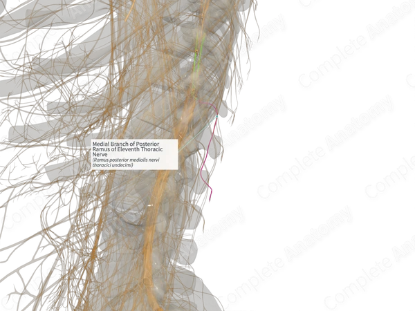 Medial Branch of Posterior Ramus of Eleventh Thoracic Nerve (Right)