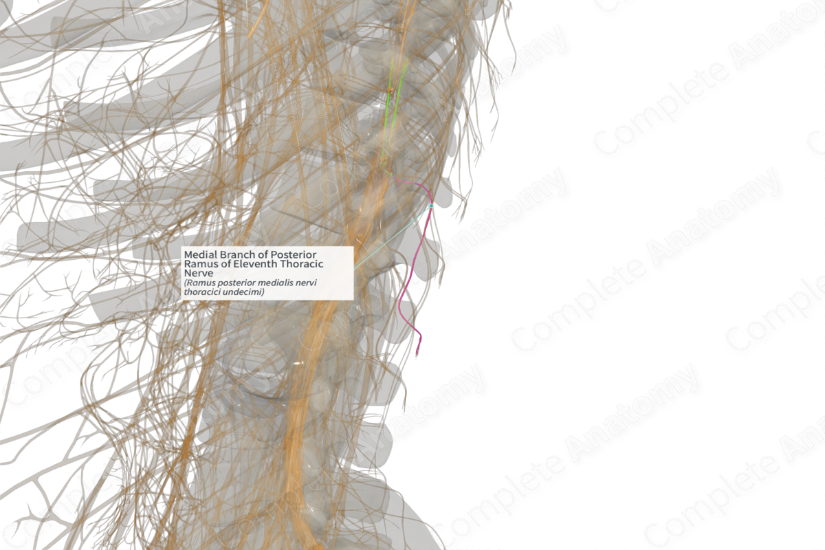 Medial Branch of Posterior Ramus of Eleventh Thoracic Nerve (Right)