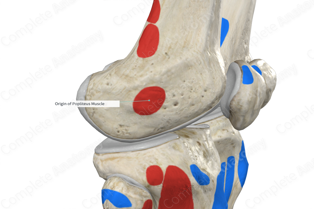 origin-of-popliteus-muscle-complete-anatomy