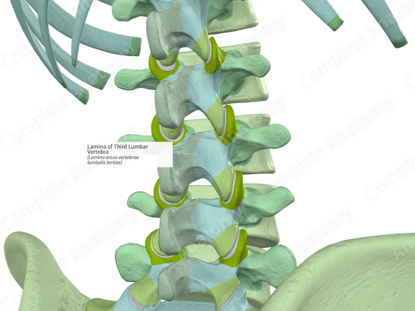 Lamina of Third Lumbar Vertebra (Left)