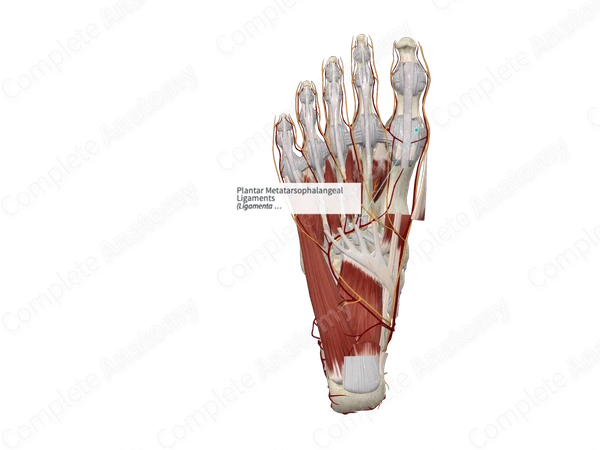 Plantar Metatarsophalangeal Ligaments