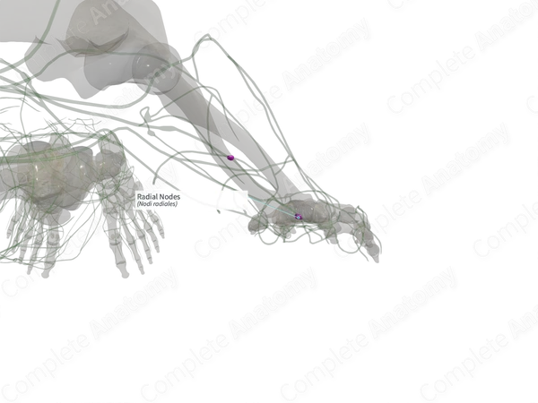Radial Nodes (Left)