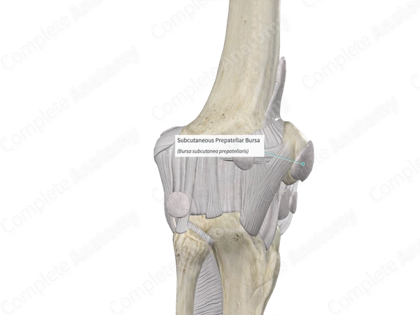 Subcutaneous Prepatellar Bursa 