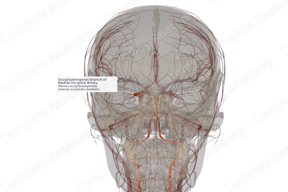 Occipitotemporal Branch of Medial Occipital Artery (Left)