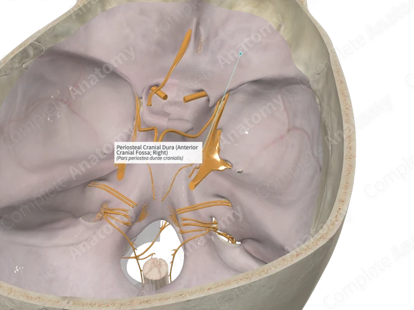 Periosteal Cranial Dura (Anterior Cranial Fossa; Right)