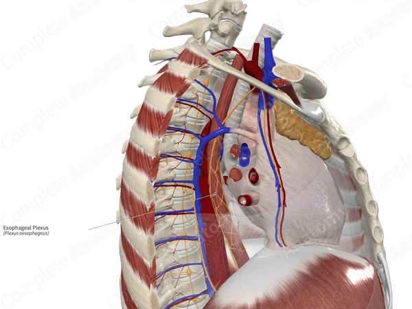 Esophageal Plexus