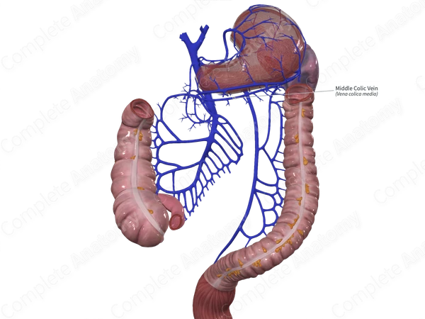 Middle Colic Vein