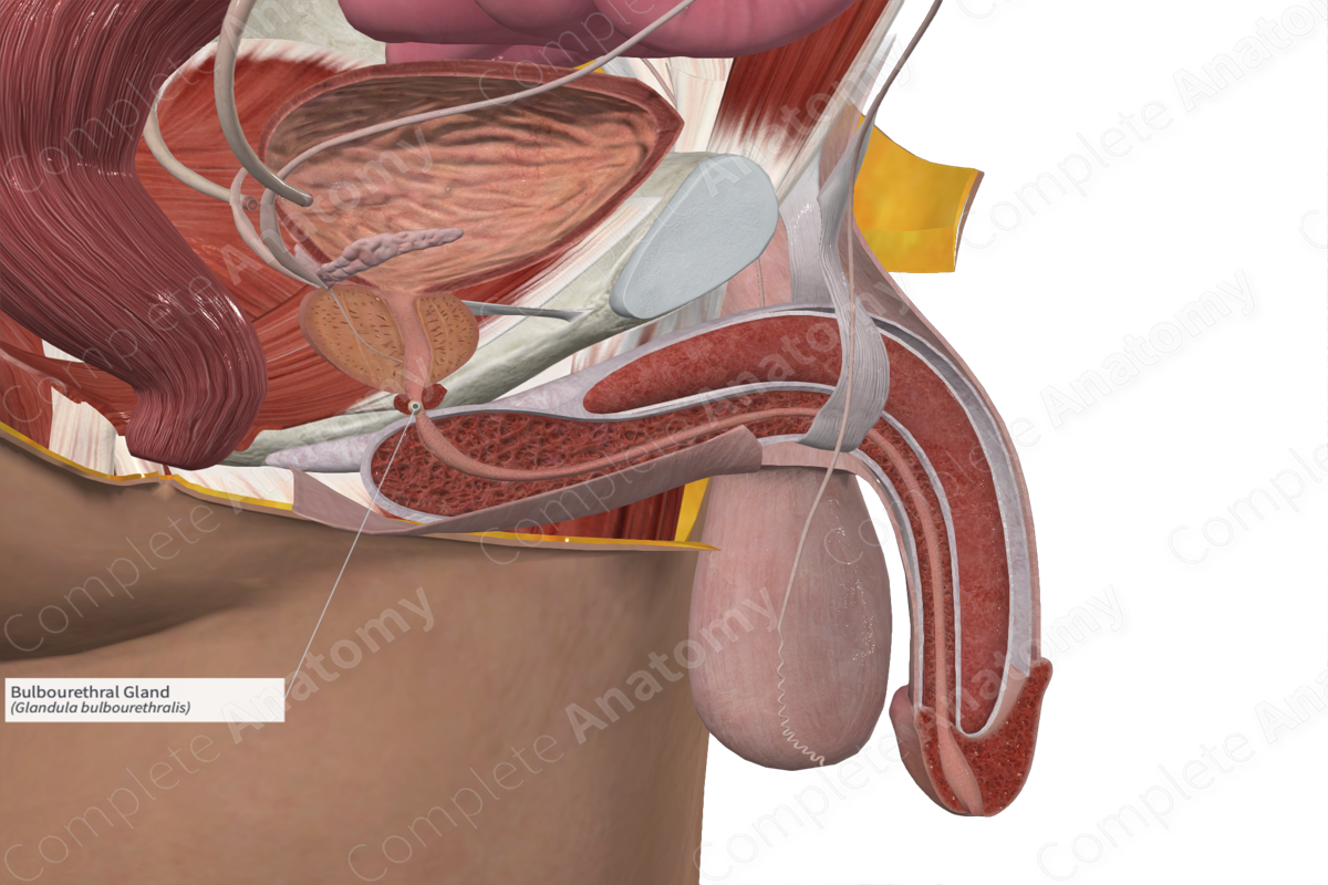 Bulbourethral Gland 