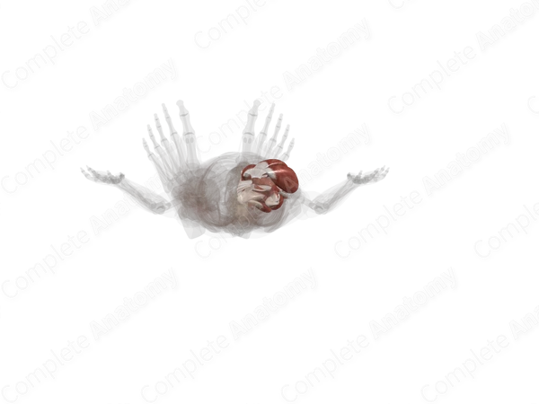 Muscles of Thigh (Left)